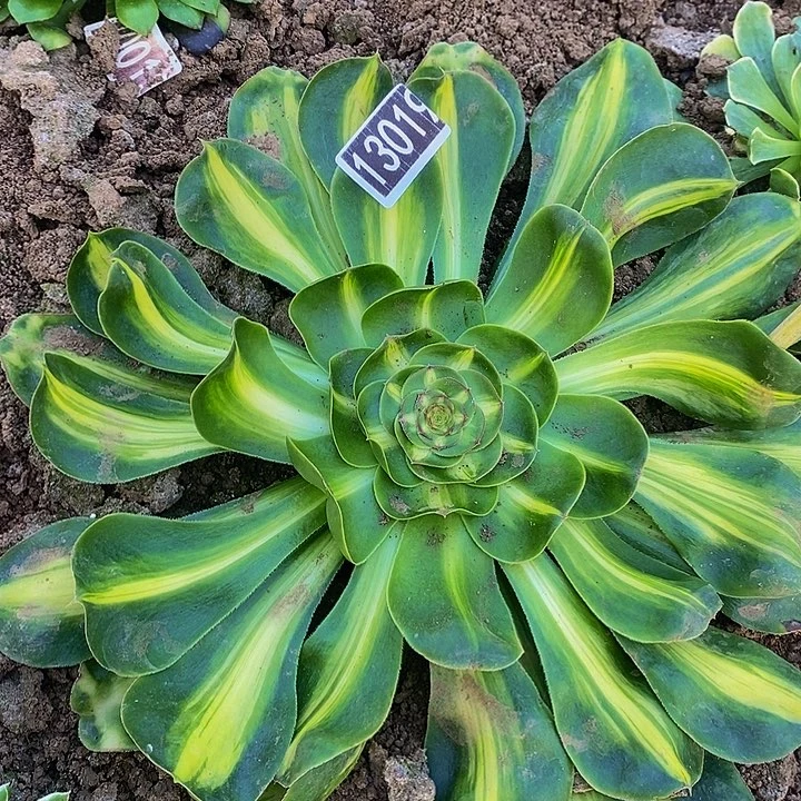 13019号暴君法师多肉