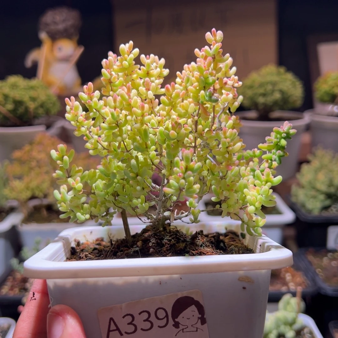 339米粒锦一物一拍包开箱