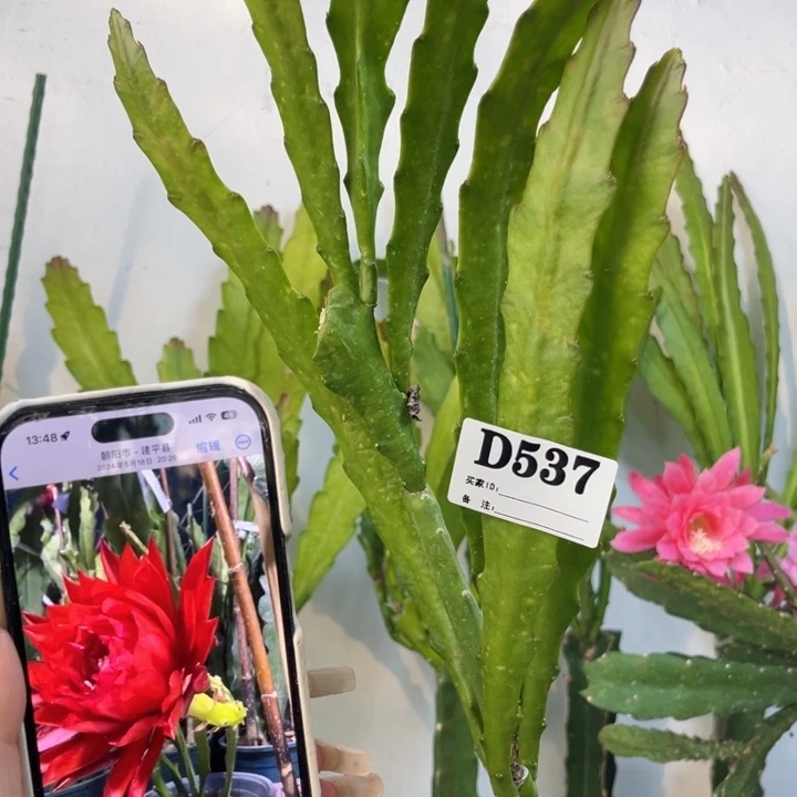 当前无花栽培后可以开花537