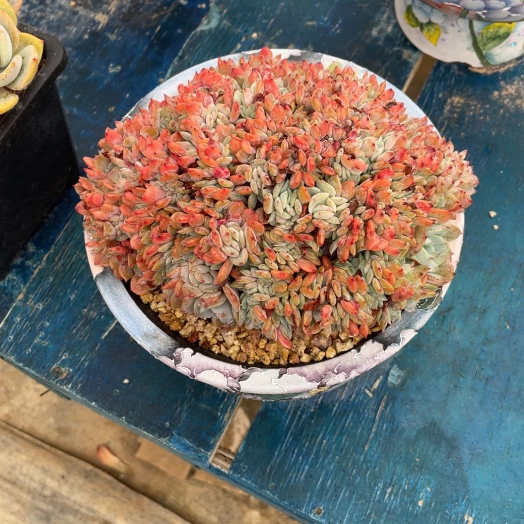 一物一拍中通快递