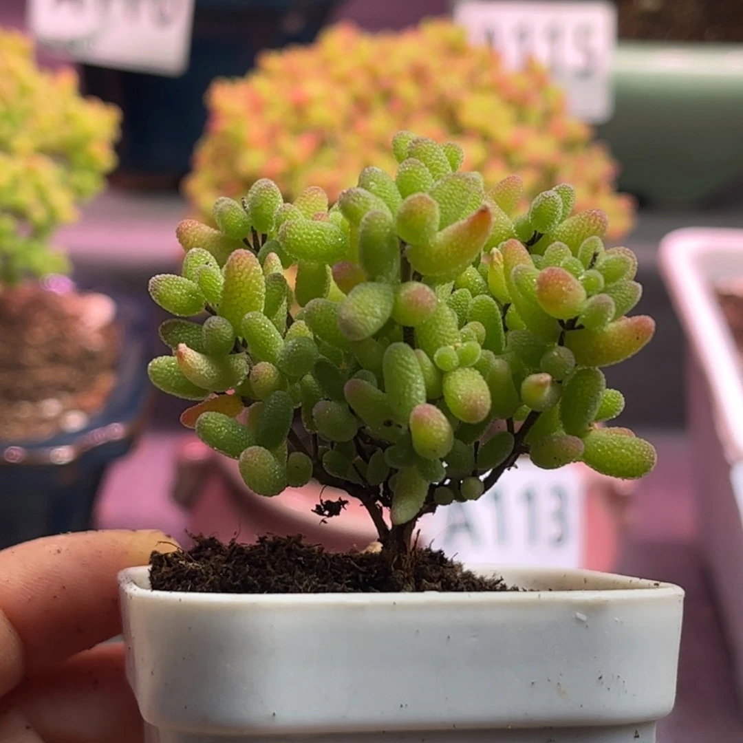 35蜜桔糖球优选枝干番杏