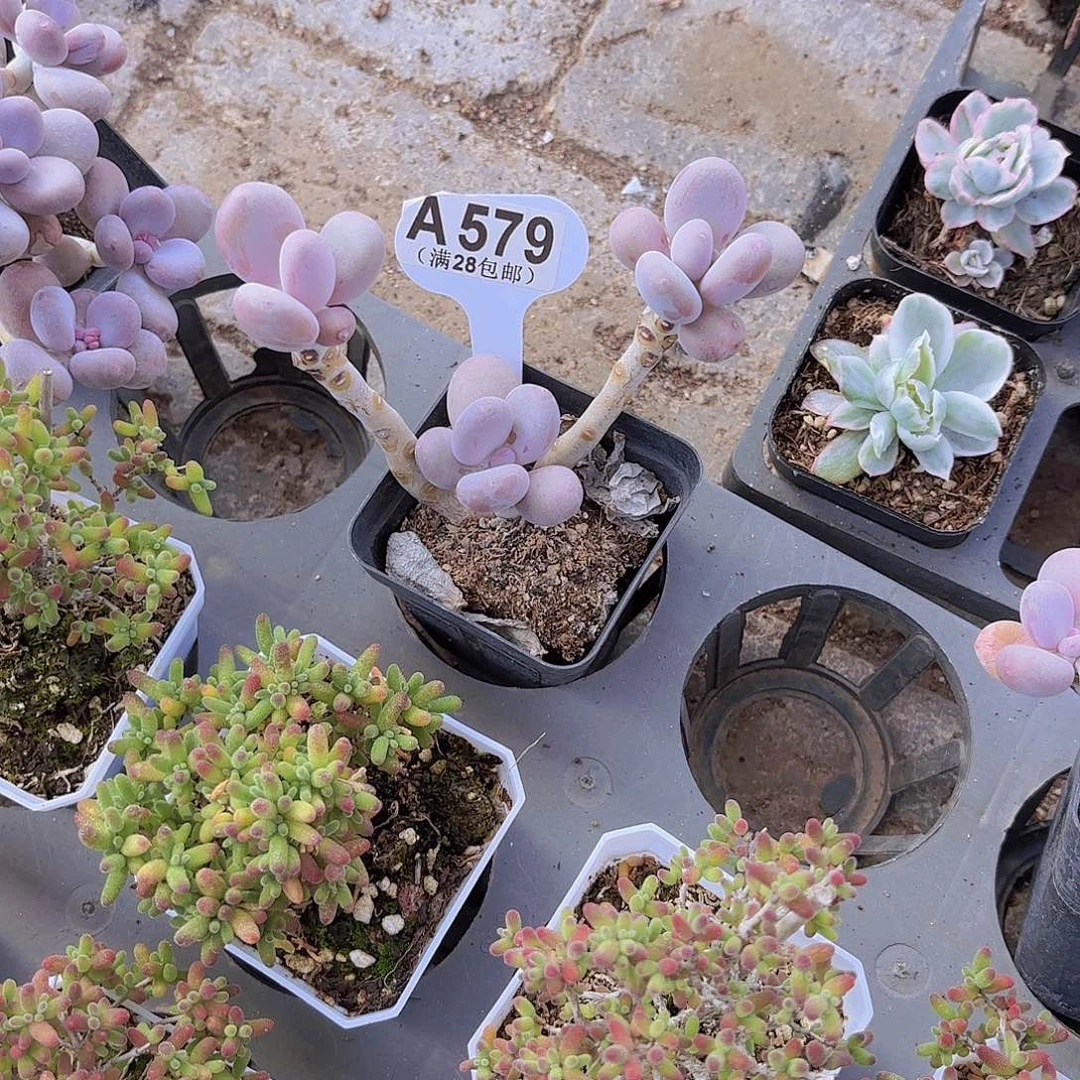 A579彩虹奶一物一拍