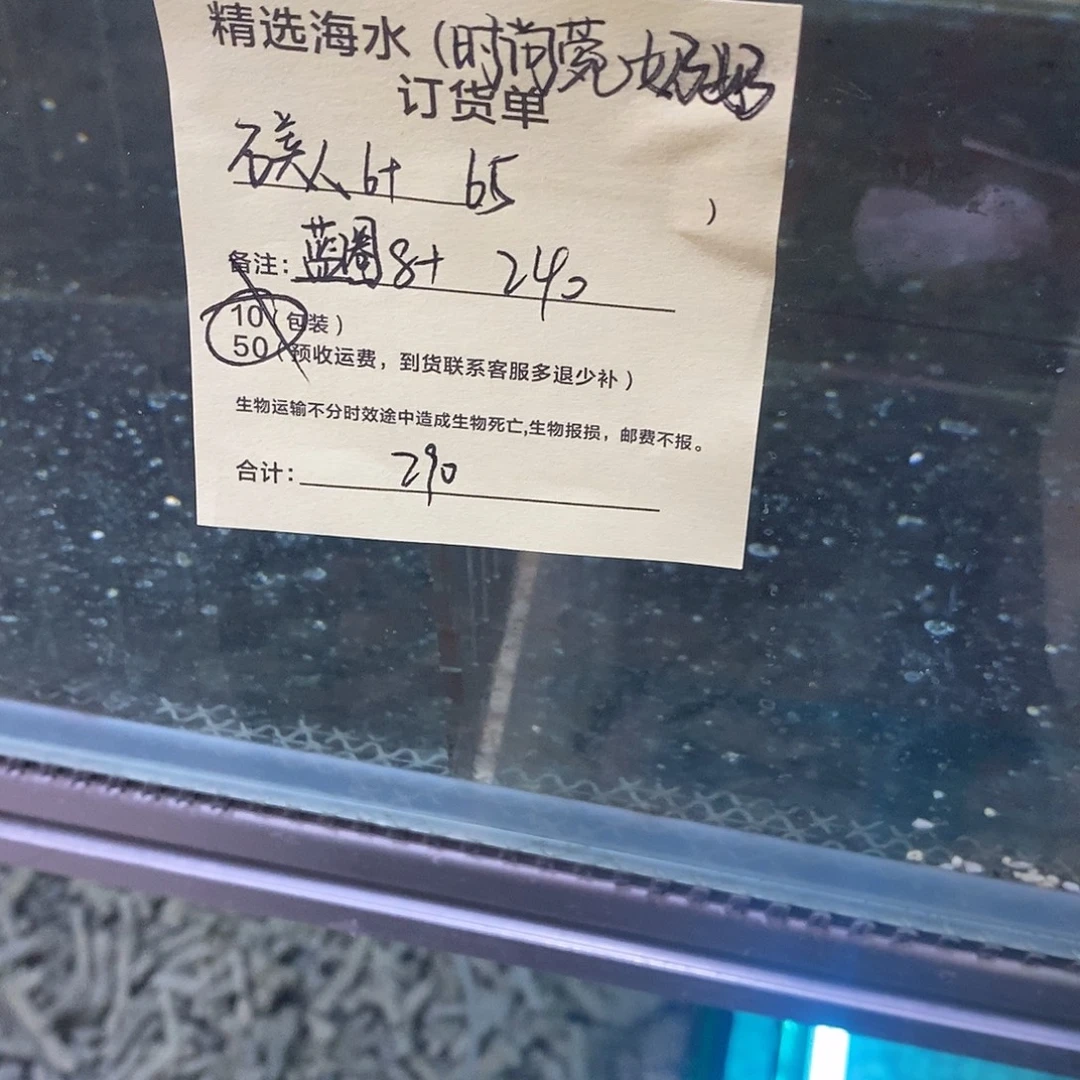 海水鱼蓝圈8➕石美人6免包装