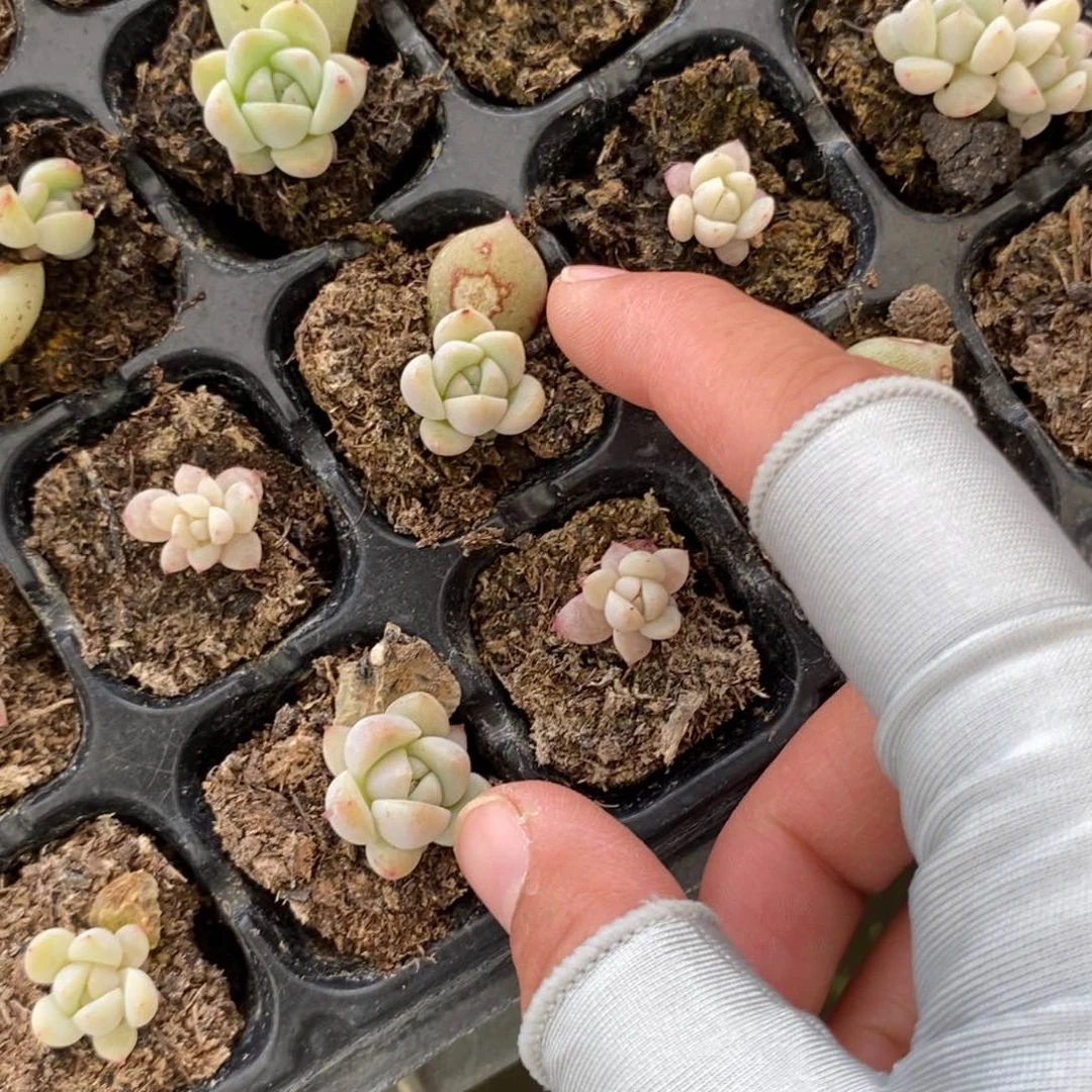 穴盘尾货白泽一个小小苗