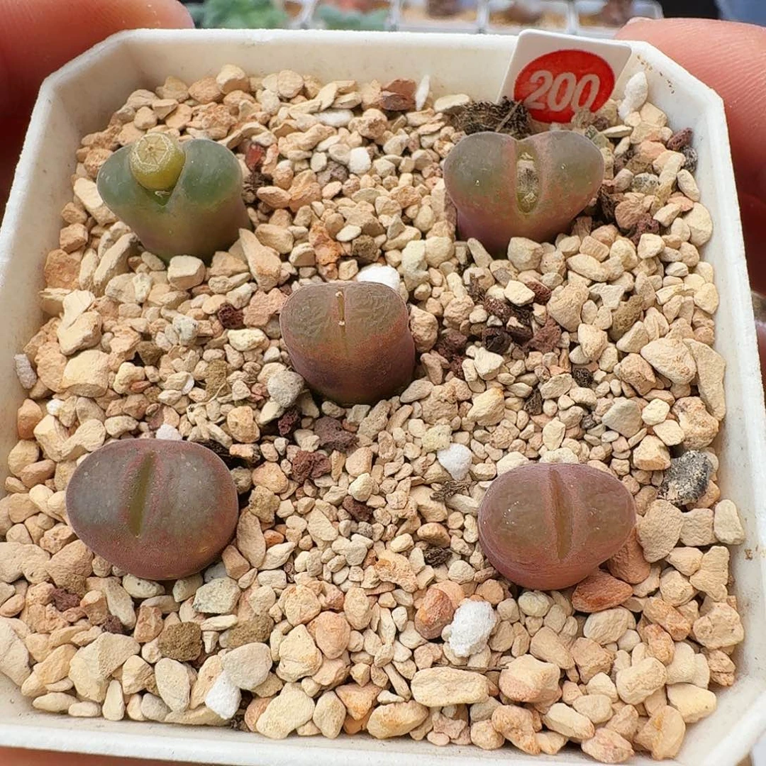 多肉植物超级熊猫打包出200