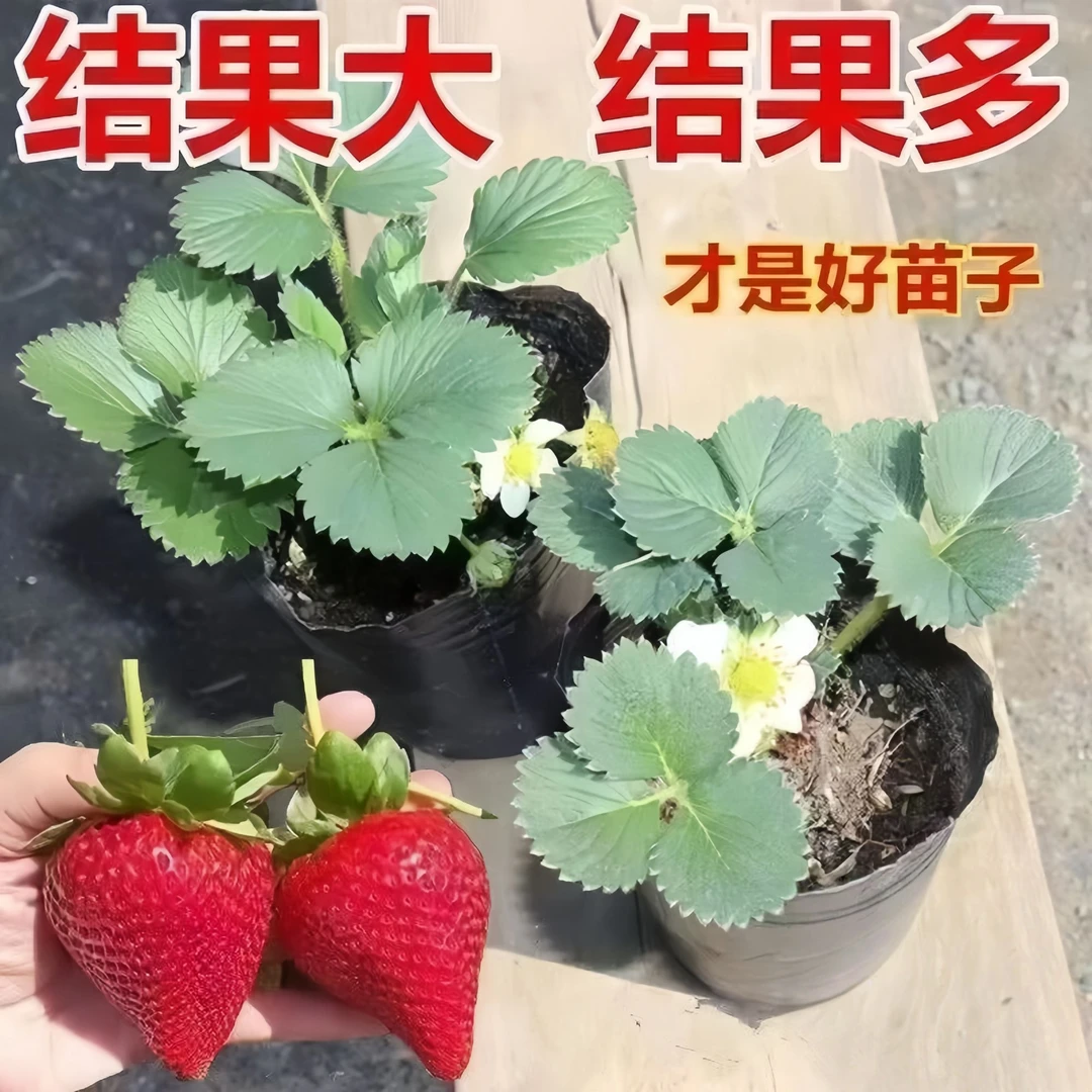 草莓苗盆栽易养活南方草莓苗四季结果基地直发带土地栽【死苗包补】
