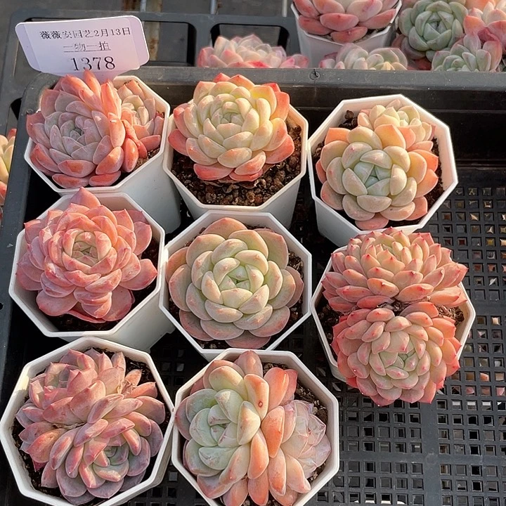 薇薇安园艺多肉1378