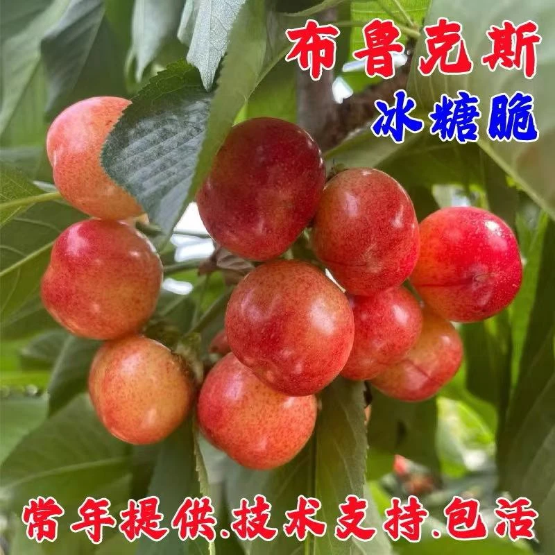 冰糖脆布鲁克斯大樱桃苗嫁接车厘子树苗脆甜樱桃树苖南方北方种植