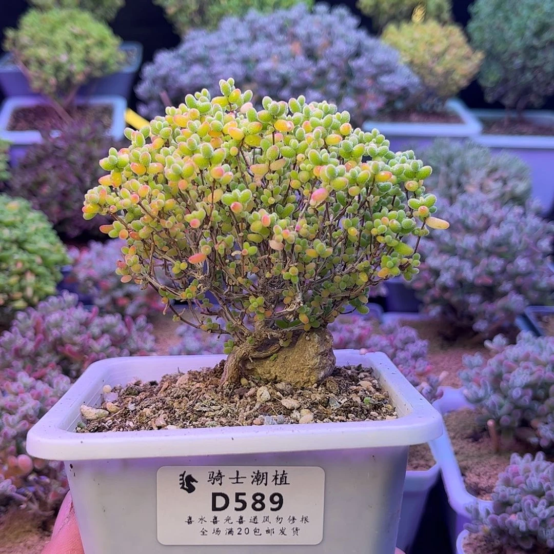 589蜜橘糖球造型桩
