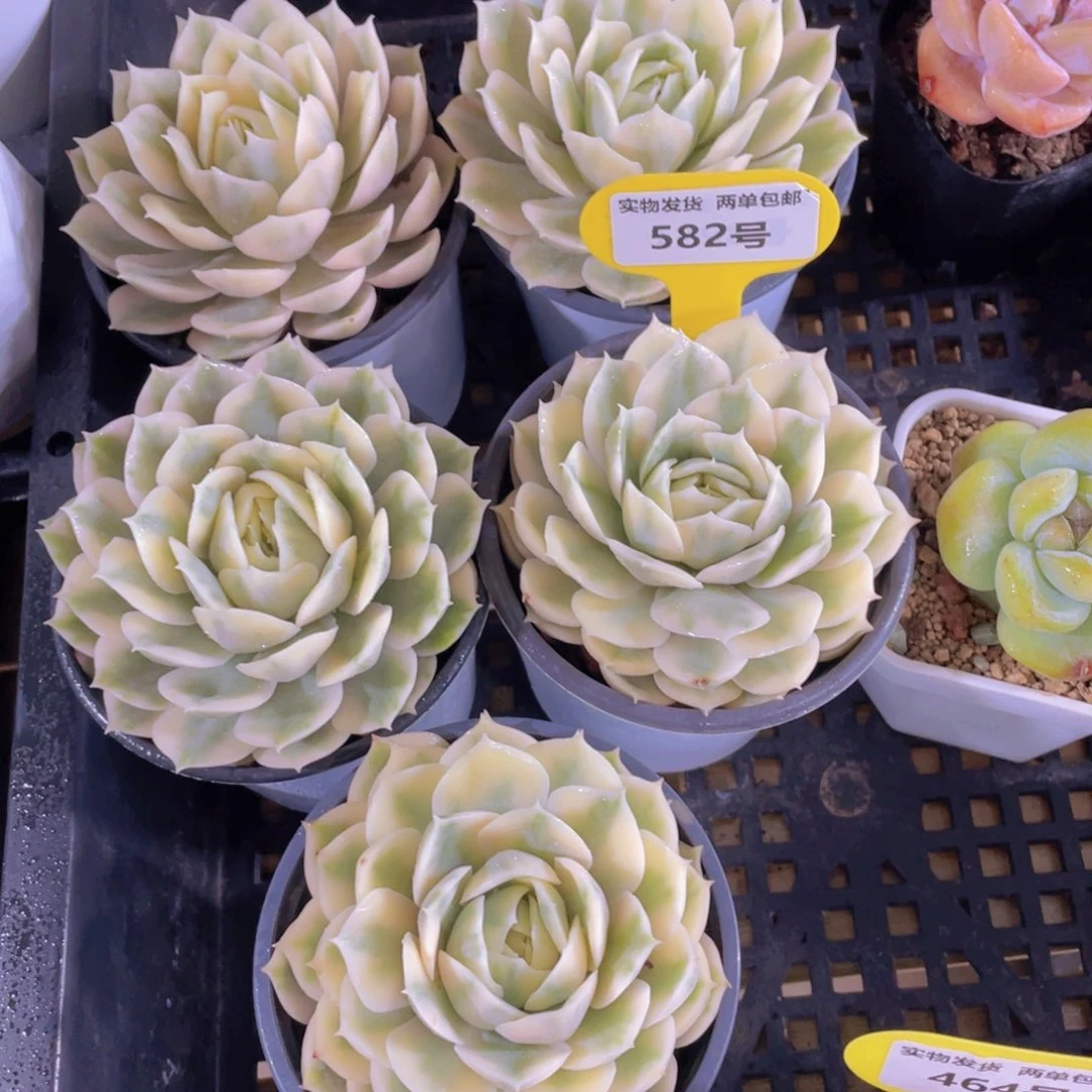 582号 大单头精品昂斯诺锦一个