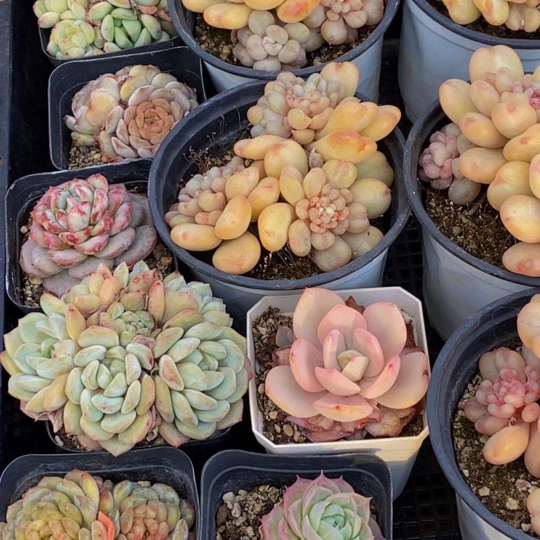 琼**宇724多肉植物保护研究所所长