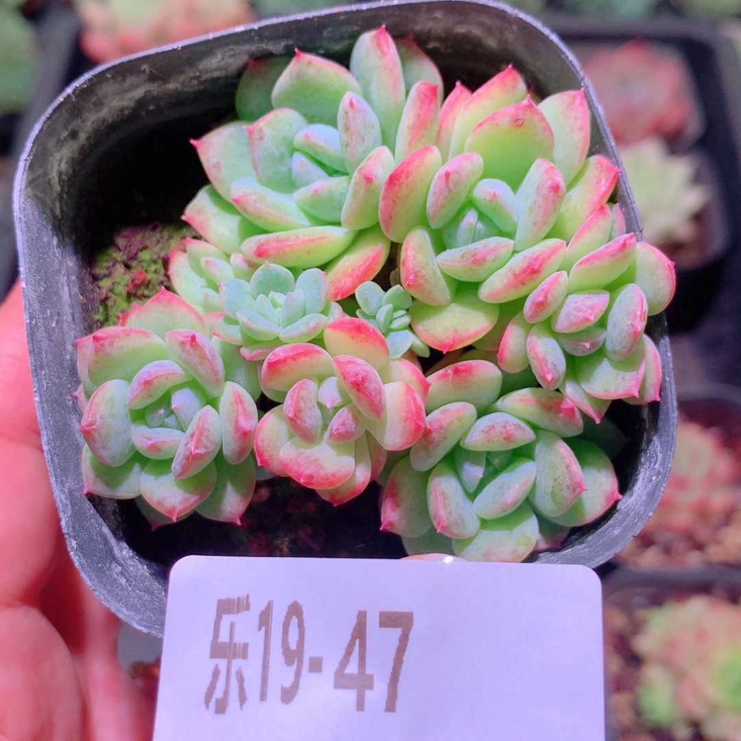 乐然19-47 新品群