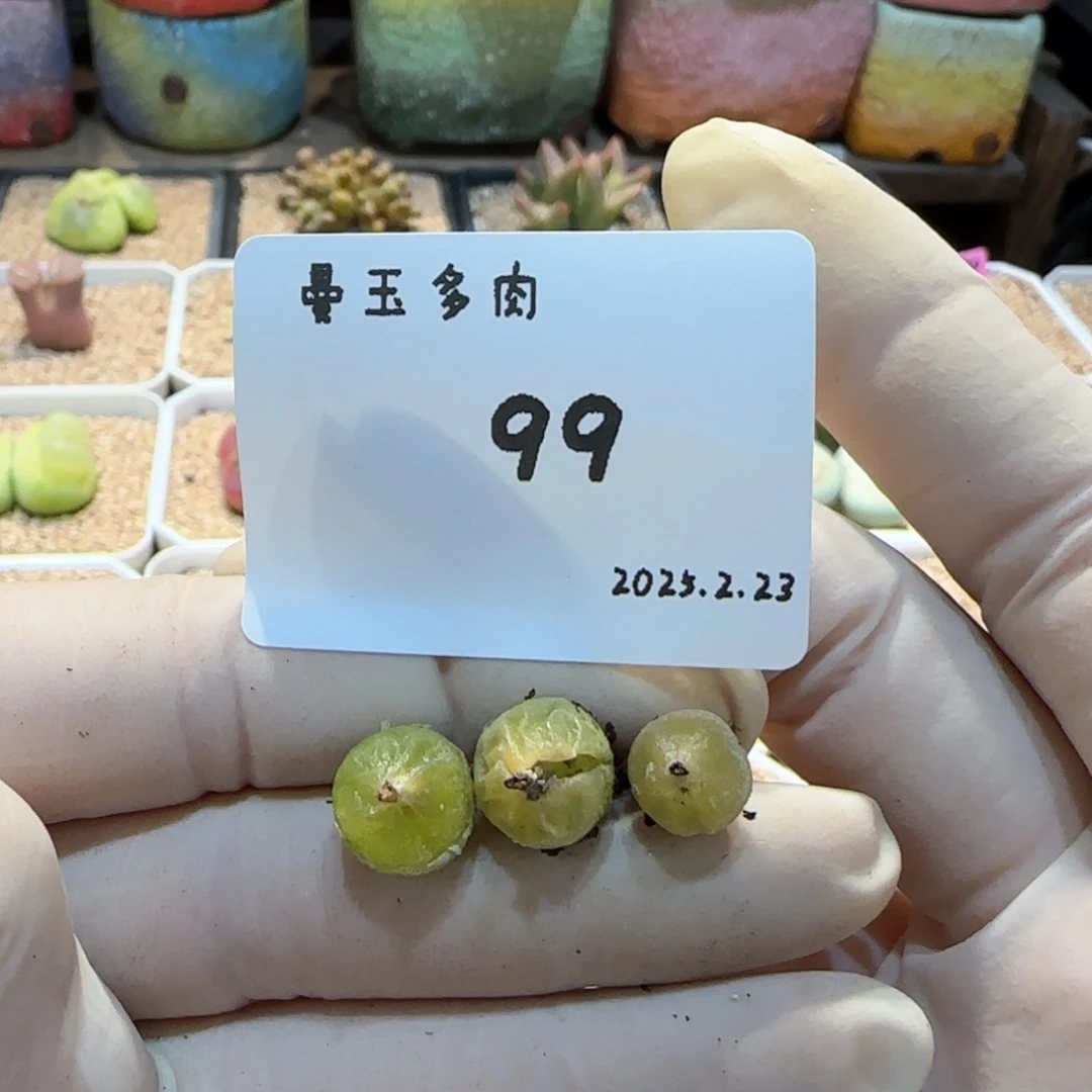 夢**然多肉多肉多肉2.23-099