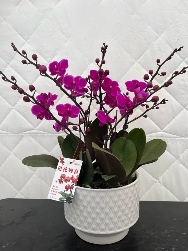 精品蝴蝶兰满天红