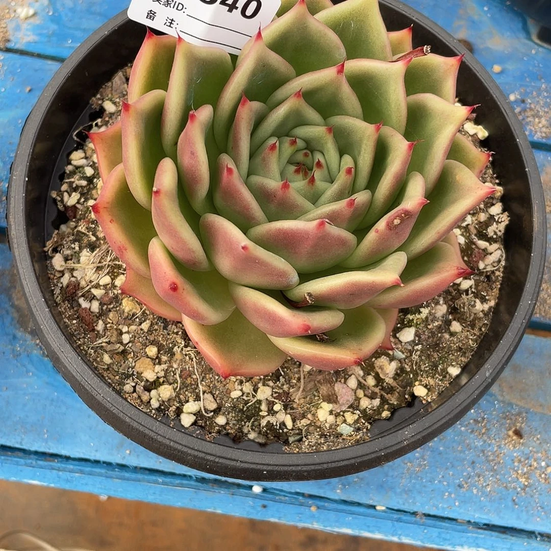 若如东云单拍D540