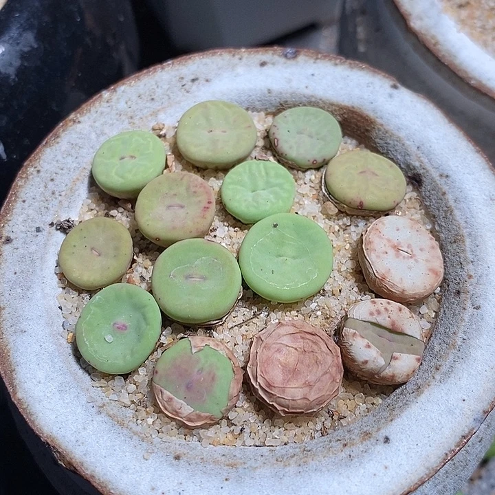 透明小红嘴一颗。