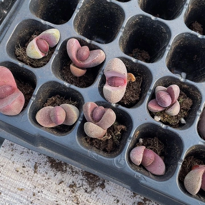 小紫元宝2.8带土发货