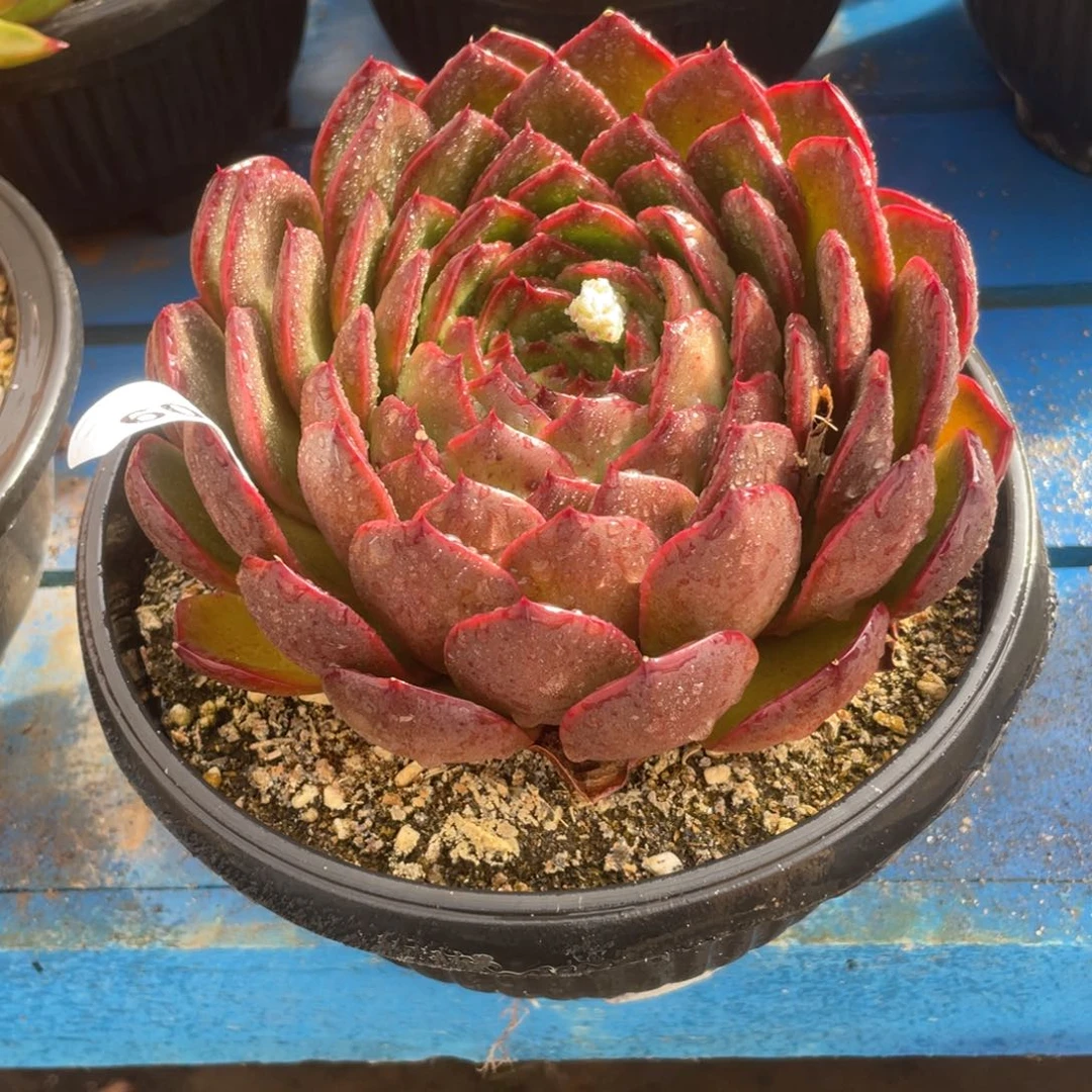 无花朵若如东云单拍B109