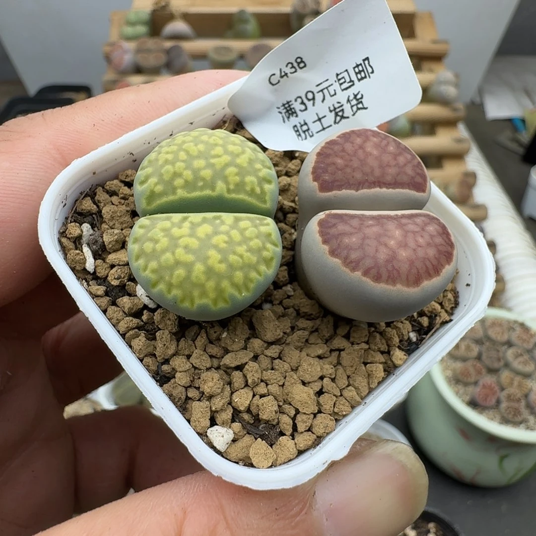 438多肉哈哈哈哈哈哈哈