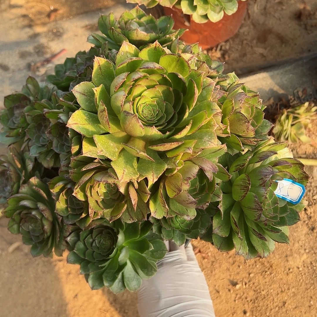 紫砂茶宠万拉丝老桩85