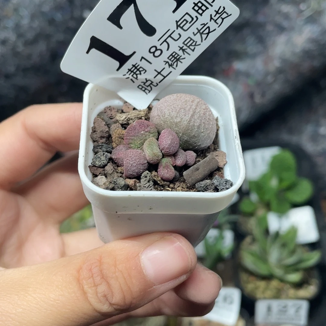 171夏娃（满18元包邮）