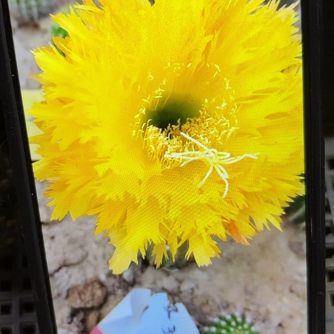 黄据齿毛侧牙20包邮53