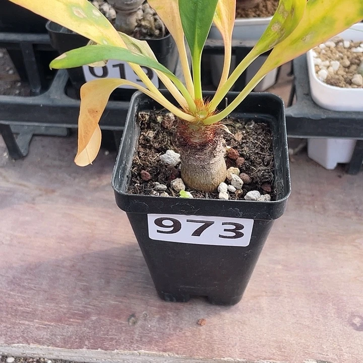 973象鼻大戟块根，