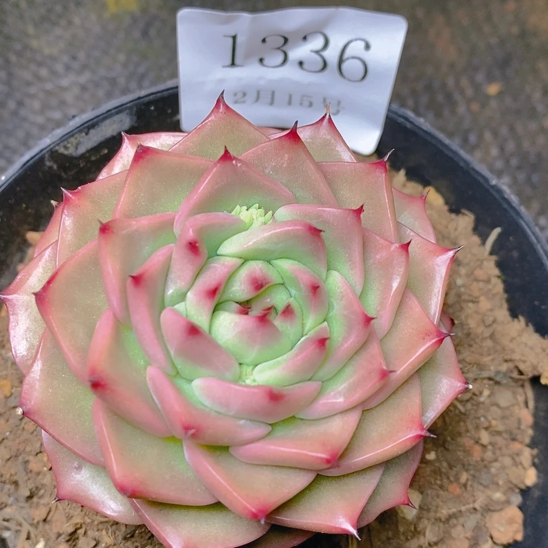 【闪购商品】云1336