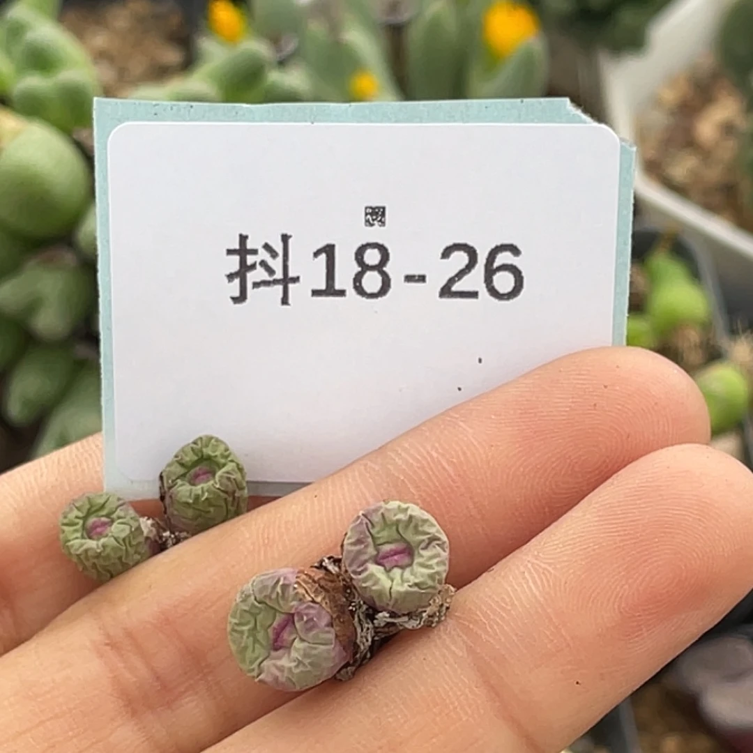 一***灰18-26肉锥多肉植物
