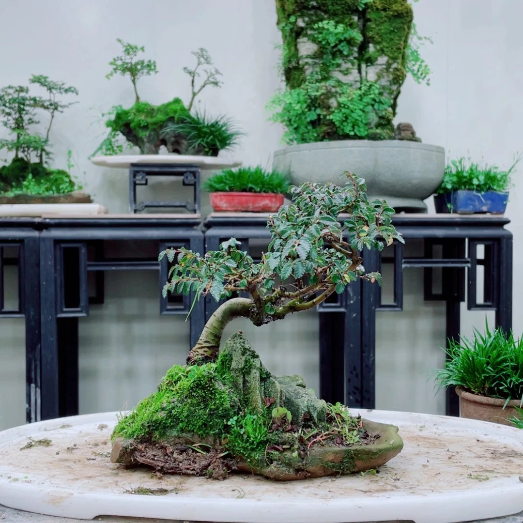 无铅玻璃用****9铁线蕨的一个分支叫做金