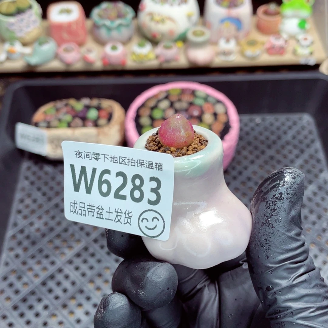 夜间零下地区拍保温箱w6283
