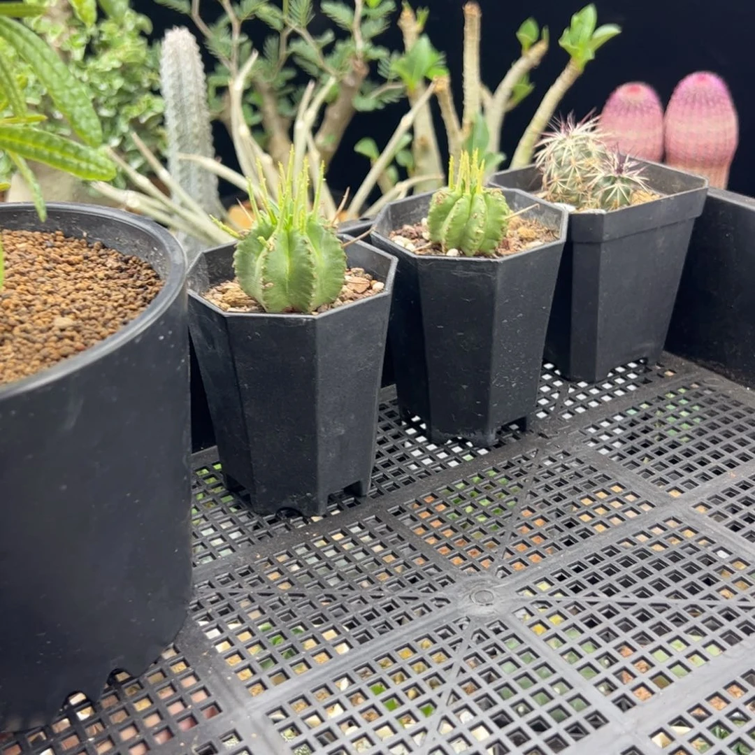 木***萋泡泡琉桑加双头青花虾加两个大戟一物一拍默认脱土发