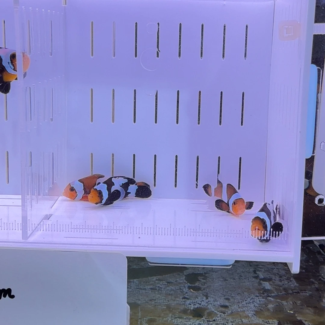 海水鱼公子四只包邮