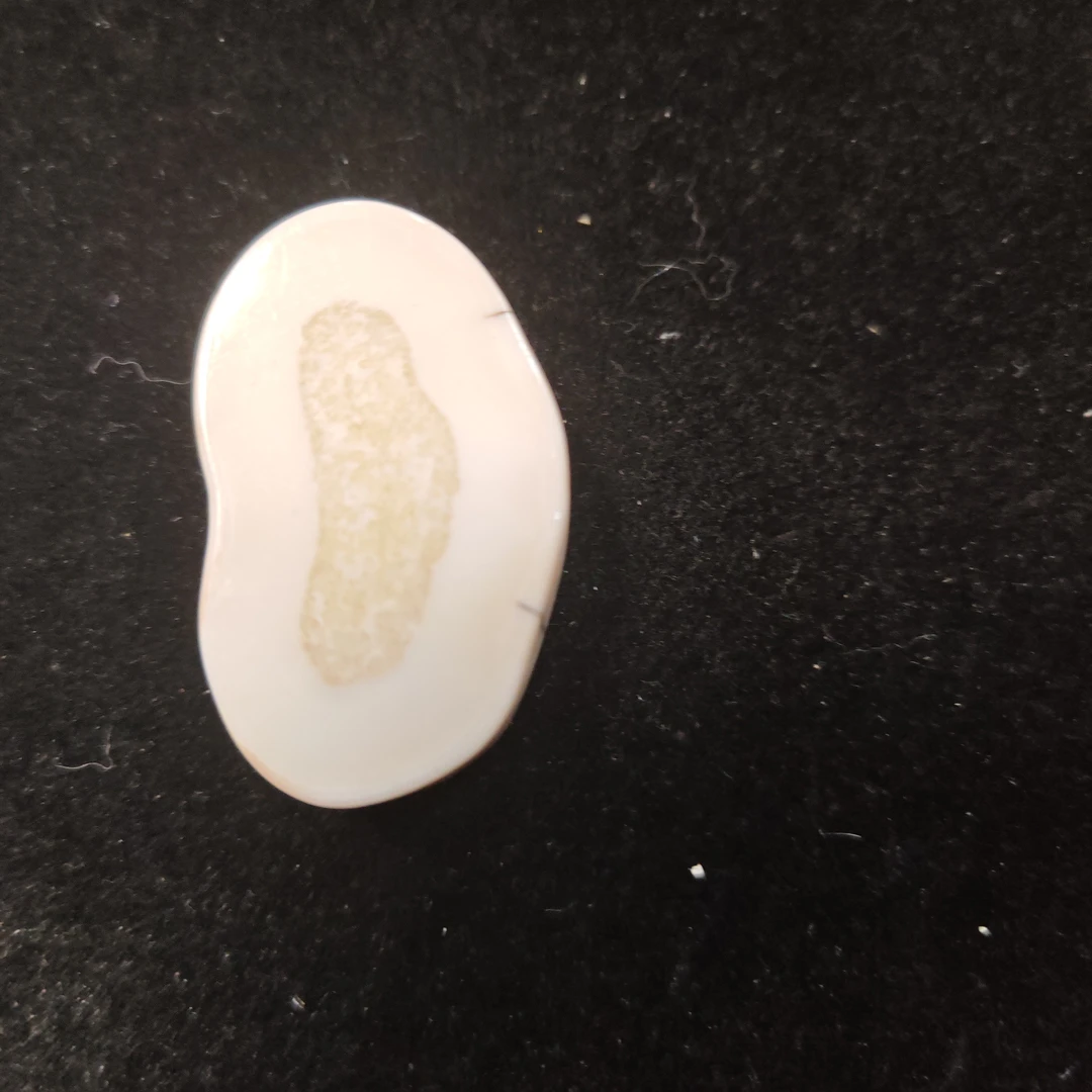 猛犸猛犸虬饼子WW576