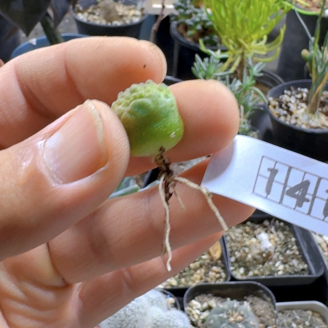 141凝蹄玉小苗脱土发货