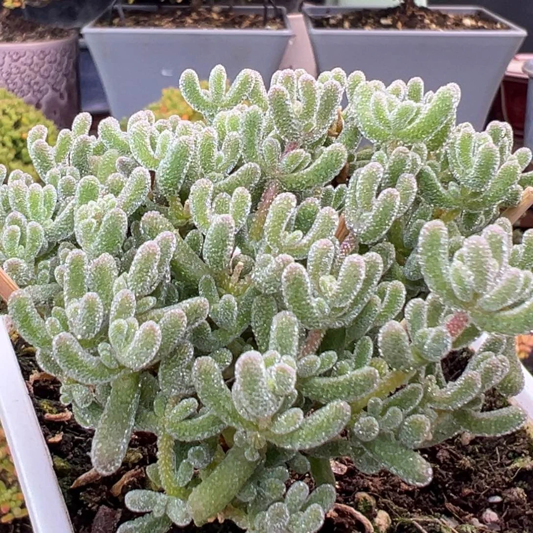 财***兔dy5496实生冰晶杂冠幅7cm下播福利