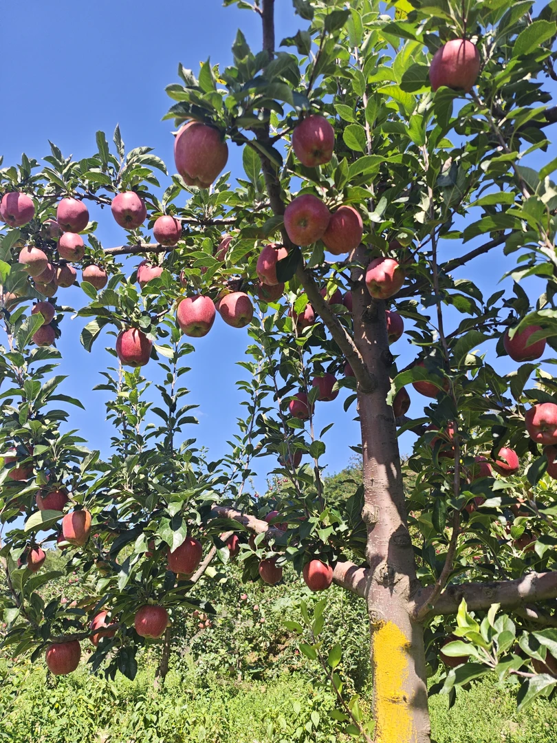 甘肃天水高山花牛苹果脆粉两吃新鲜水果现摘现发