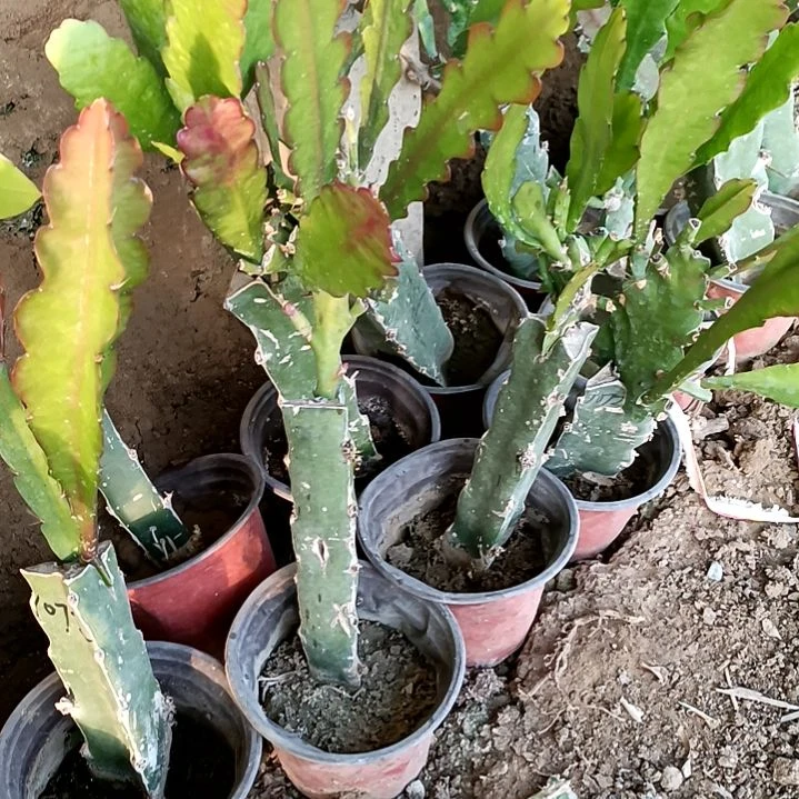 不****?令箭何花1072叶片