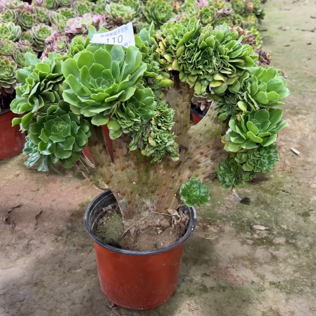 110绿羊绒缀化多肉植物