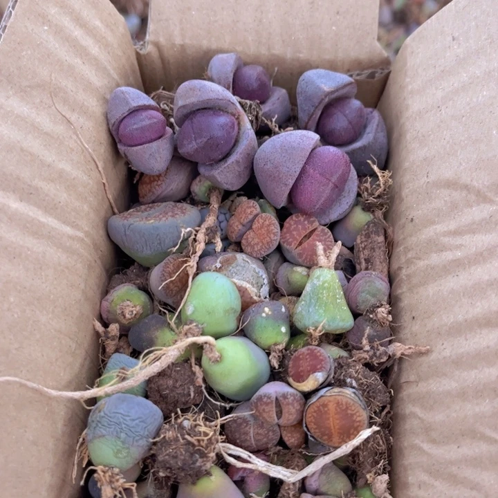 一箱拖土单头888888888