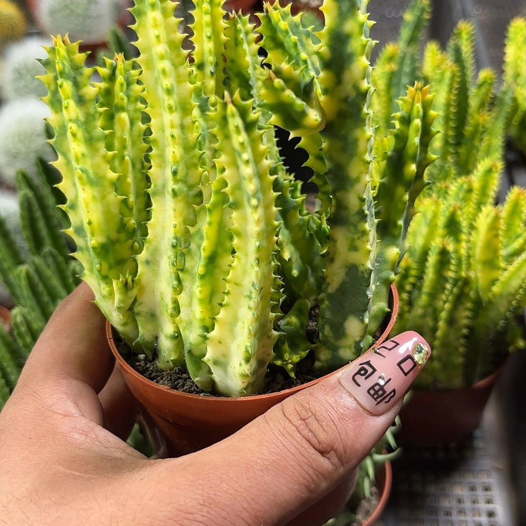 甜甜圈单头发的人