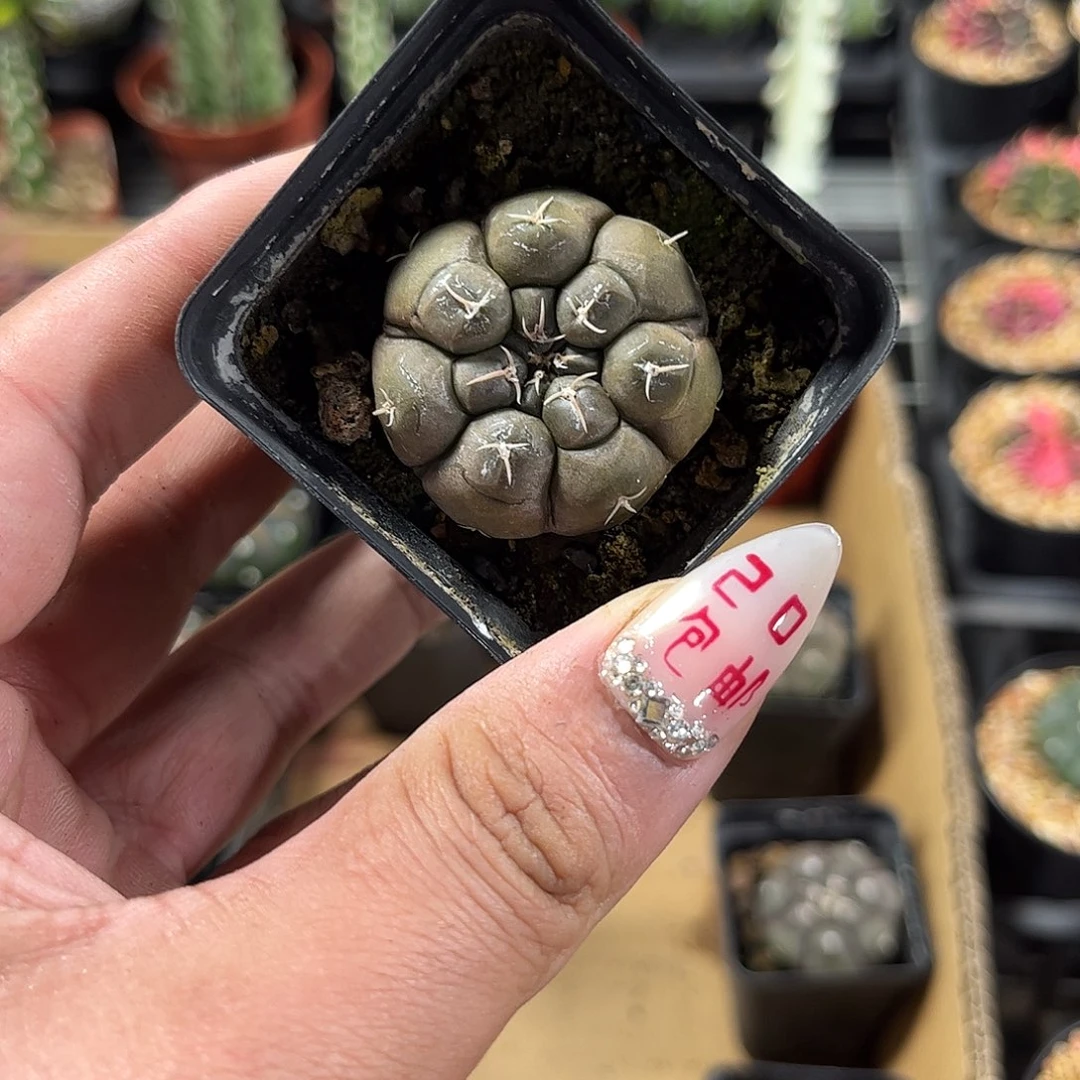 铅皮兜单头发货单头