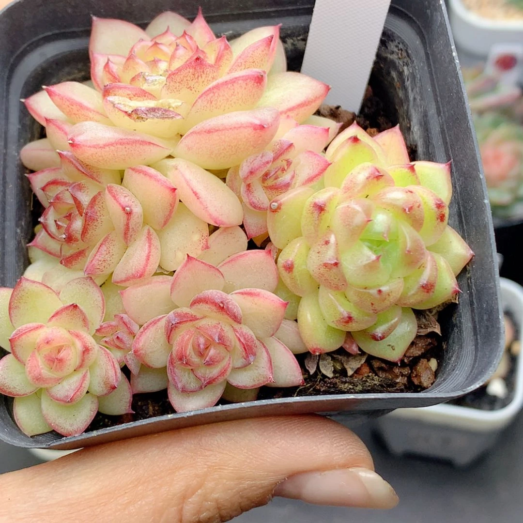 58包邮  群生不包整206