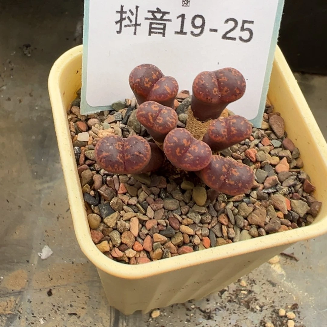 19-25勋章多肉植物