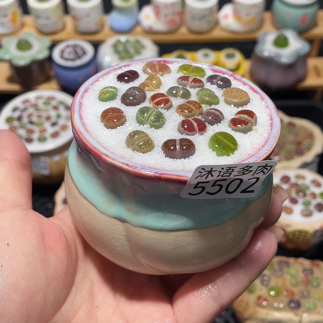 带盆土植物 一物一拍5502