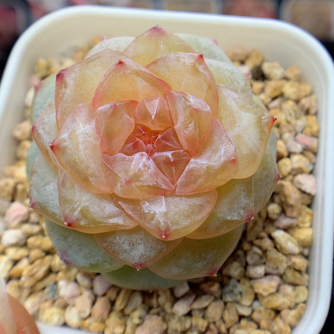 多肉植物。 糖心67