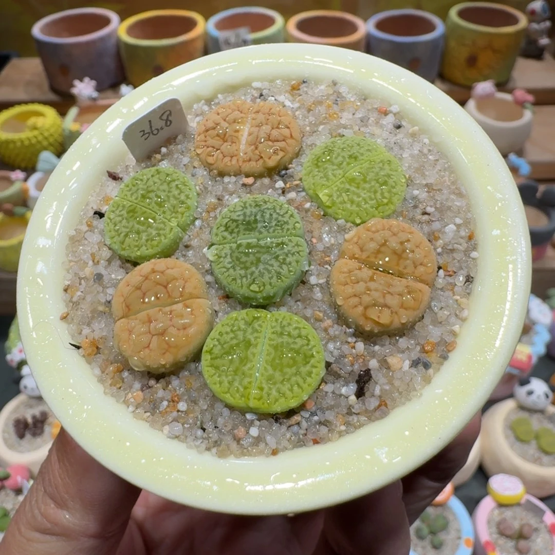蘑菇1322富贵彩拼多肉植物
