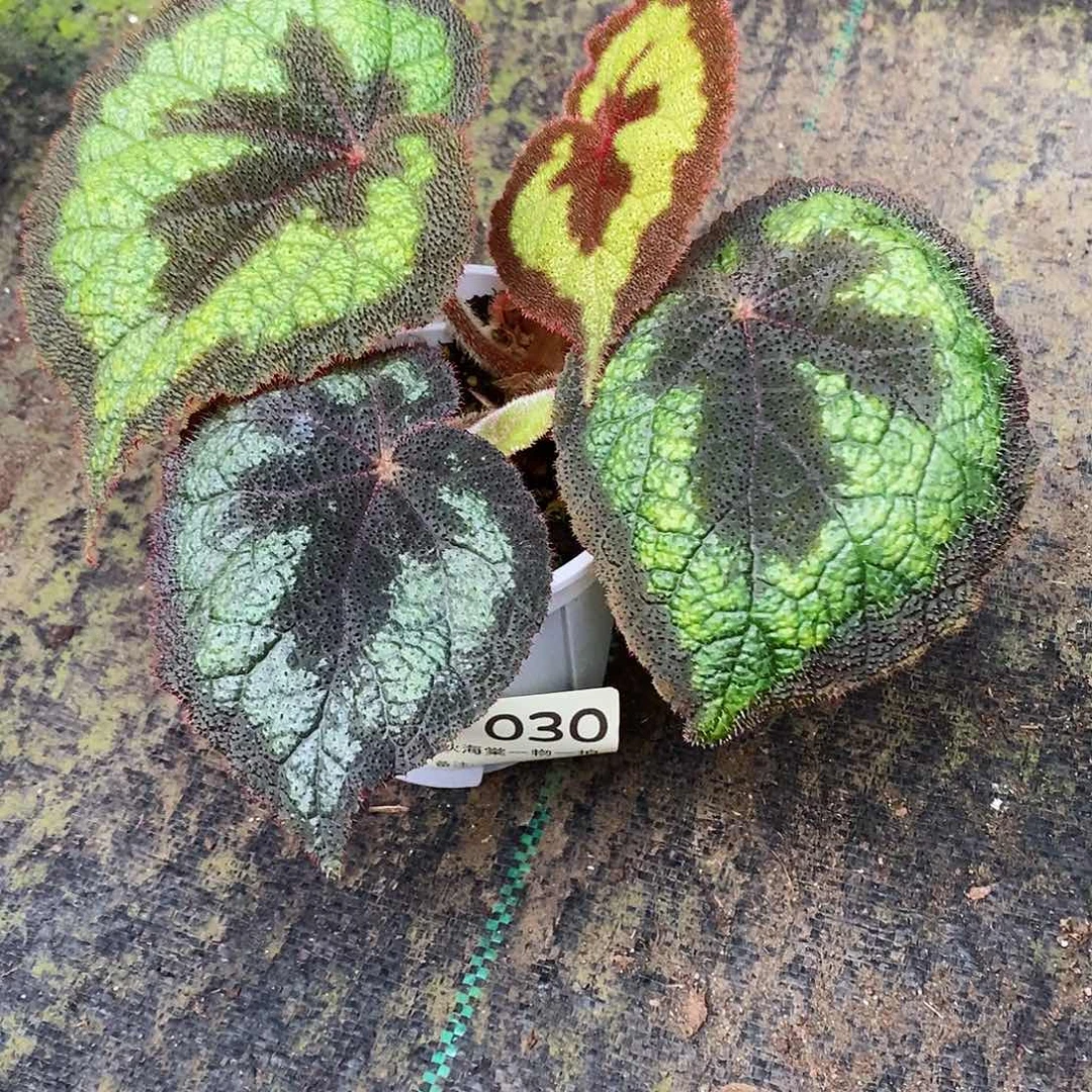 不开花植物j秋海棠030