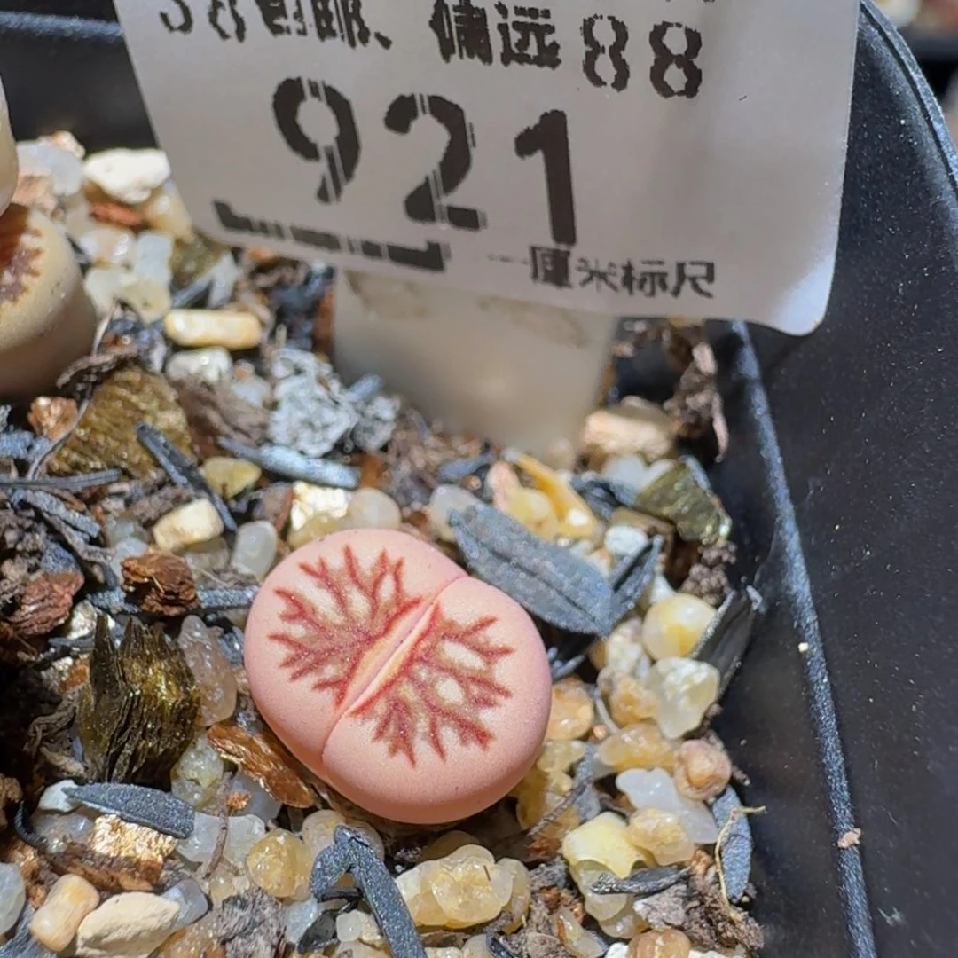 Ssss精品生石花921锦