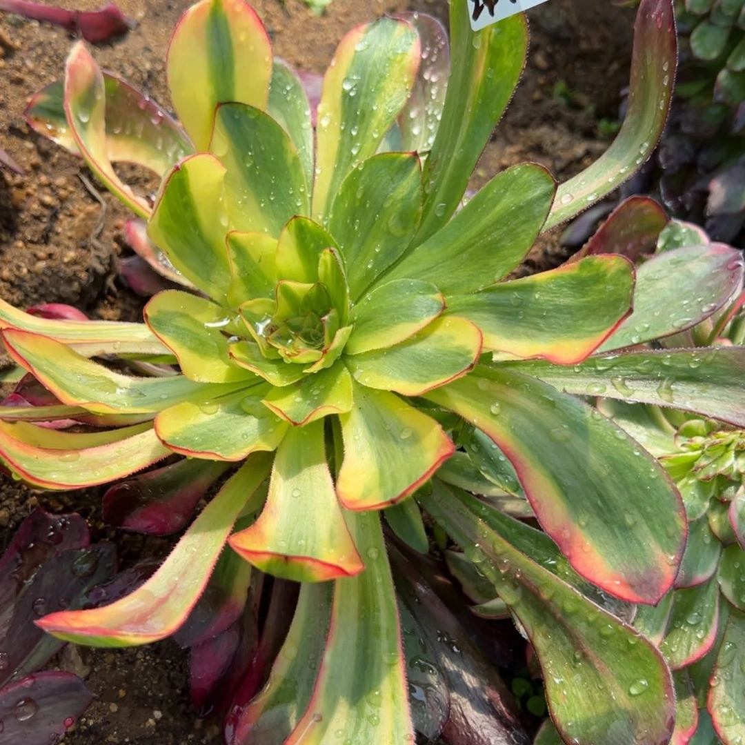 106巫毒七彩多肉植物